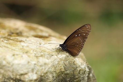 Common Indian Crow butterfly (Euploea core Lucus) on the stone