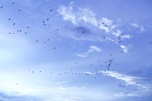 Silhouettes of flying birds with sunset sky and cloud background