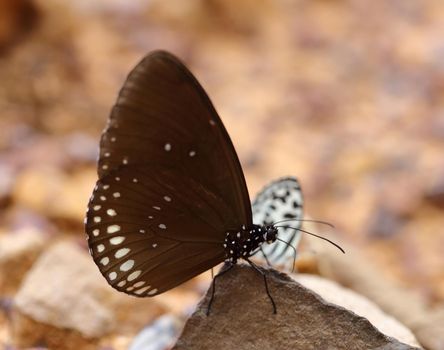 Common Indian Crow butterfly (Euploea core Lucus) on the stone