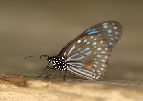 Dark Blue Tiger (Tirumala septentrionis) on wood