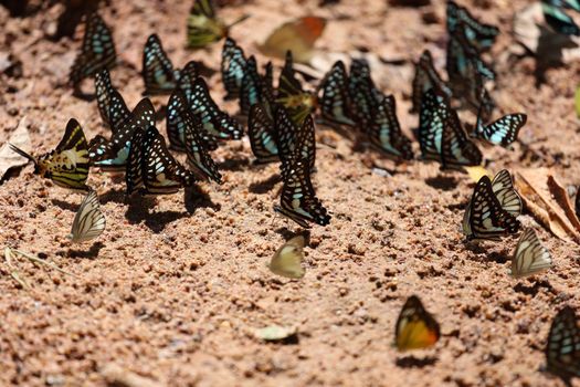 Group of  butterfly on the ground (Common Jay, Graphium antiphates itamputi (Butler),  Small Grass Yellow, Striped Albatross) 
