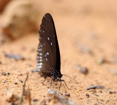 Common Indian Crow butterfly (Euploea core Lucus) on the ground