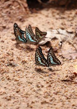 Group of The Common Jay butterfly on the ground