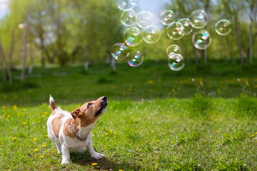 Dog breed jack russell looks at soap bubbles on green grass. Beautiful dog in nature.