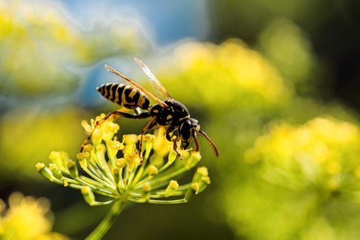 Wasp gathering nectar on a dill flower