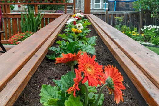 Gerberas on a deck in a box with painted wooden boards