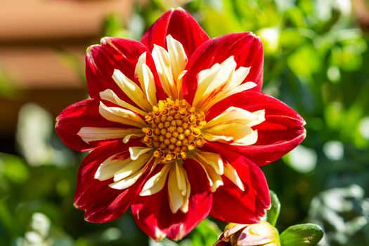 Beautiful dahlia flower closeup against a green background