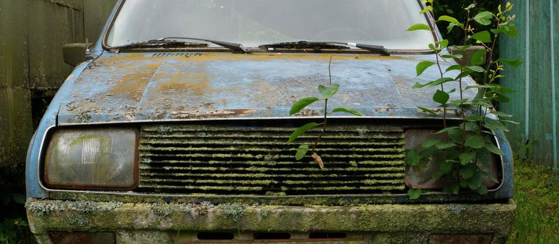 Plants that grow from the bumper of an abandoned car. An old rusty abandoned car outdoors. broken car close-up