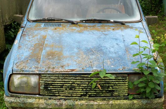 Forgotten, rusty and scratched cars for many years. Plants that grow from the bumper of an abandoned car.