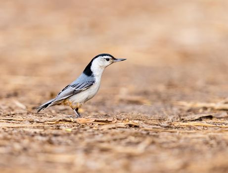 White Breasted Nuthatch foraging for food on the ground in Michigan