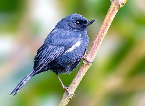 White sided flowerpiercer perched on a tree in Colombia