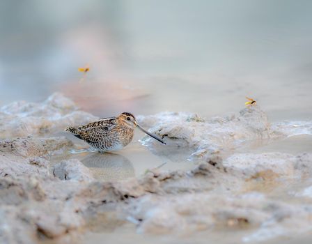 Wilson's snipe wading in the swamps of Texas, USA