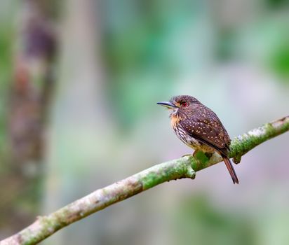 White whiskered puffbird in the thick forests of Panama