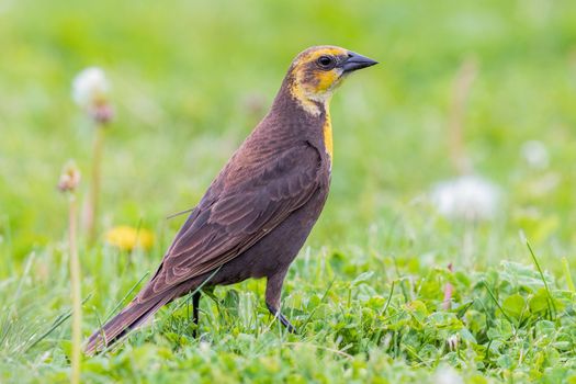 Yellow headed blackbird female in the grass in Ohio