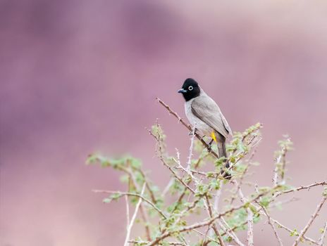 White spectacled bulbul perched on a tree in Jordan