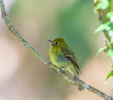 Yellowish Flycatcher perched on a tree branch in El Salvador