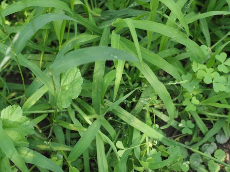 green meadow grass useful as a background