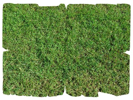 grass parchment isolated over a white background