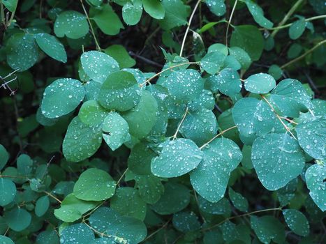 rain drops on green leaves of a plant