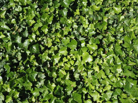 ivy scientific name Hedera plant useful as a background