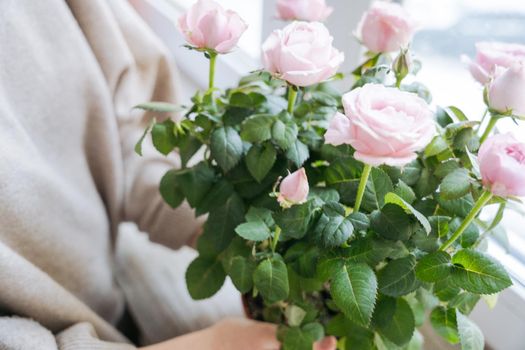 Close-up of a bouquet of pink flowers in female hands with a beige background. High quality photo