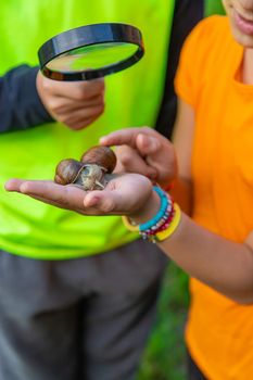 The child looks at the snail. Selective focus. Animal.