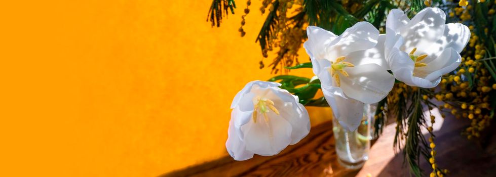 spring greeting card with flowers: white tulips and mimosa on a orange or yellow background. The concept of spring, tenderness, femininity. banner with copy space
