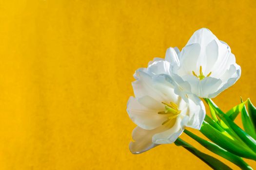 spring greeting card with flowers: white tulips on a orange or yellow background. The concept of spring, tenderness, femininity. banner with copy space