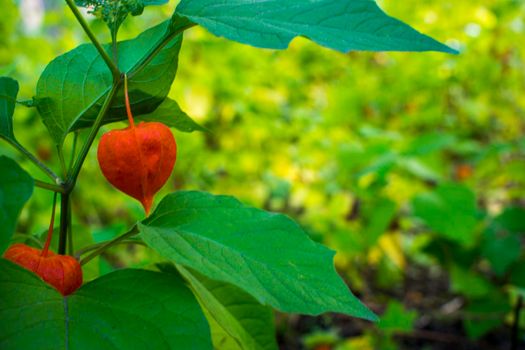 Physalis alkekengi - orange lanterns of physalis alkekengi among green leaves. High quality photo