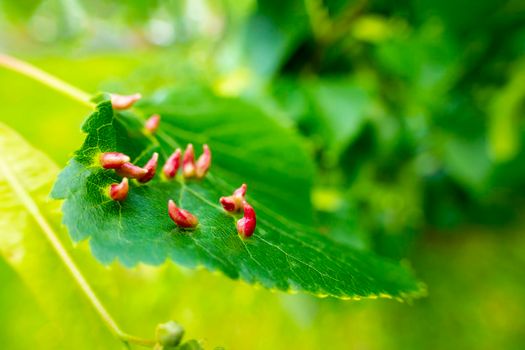 Linden leaves with the lime gall mite, Eriophyes tiliae. Closeup photograph of a linden leaf affected by Eriophyes tiliae galls. High quality photo