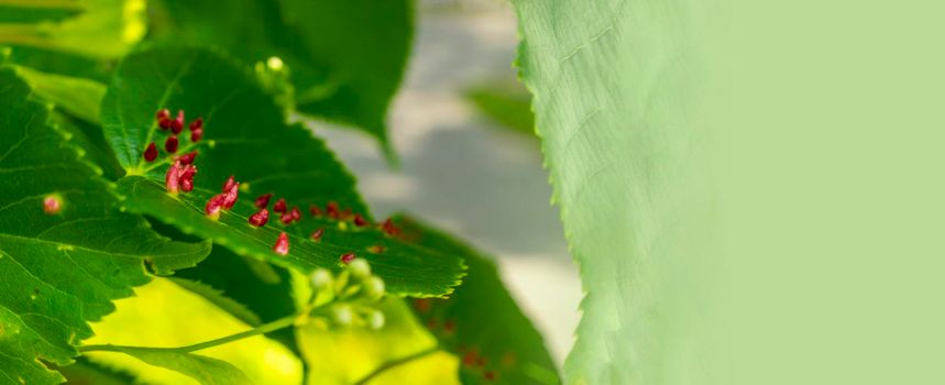 Linden leaves with the lime gall mite, Eriophyes tiliae. Closeup photograph of a linden leaf affected by Eriophyes tiliae galls. High quality photo