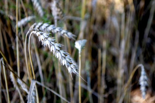 Wheat field. Ears of golden wheat close up. Beautiful Nature Sunset Landscape. Rural Scenery under Shining Sunlight. Background of ripening ears of wheat field. Rich harvest Concept High quality photo