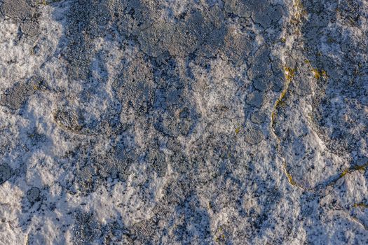 Lichen on quartzite sandstone surface. A pioneer lichen in Bare Rock Succession that helps break down rock and sets the stage for mosses and other plants to follow succession.