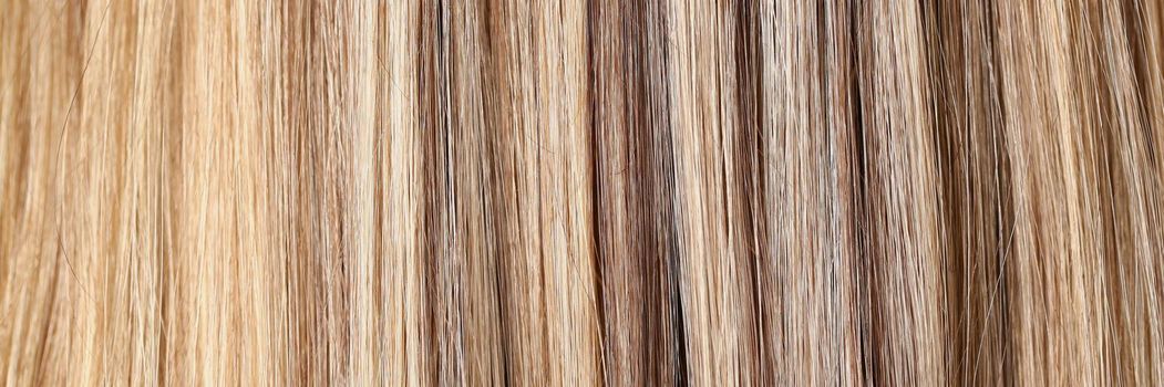Close-up of woman hair, colour after highlighting procedure in beauty salon. Take care of hair, shiny shades of blonde. Hairstyle, wellness, care concept