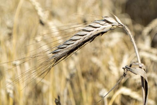 Wheat field. Ears of golden wheat close up. Beautiful Nature Sunset Landscape. Rural Scenery under Shining Sunlight. Background of ripening ears of wheat field. Rich harvest Concept High quality photo