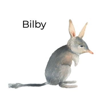 Australian animal watercolor illustration isolated on white background. Cute hand drawn bilby. Australia Day