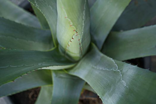 Greenish blue agave plant base ingredient of tequila, a popular distilled beverage. Agave, bluish green plant outdoors.