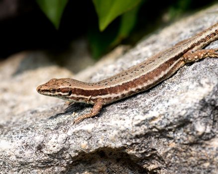 Gecko lizard watching at the camera, brown European lizard