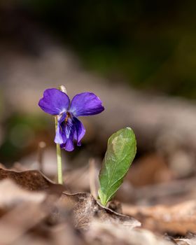 Spring Speedwell flower photo, close-up photo of veronica flower