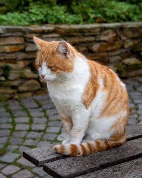 Ginger cat thinking on a bench, stray cat meditating