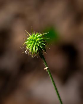 Wood Avens plant selective focus, blurred background