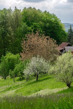 Green meadow and trees in lower parts of Slovenian Alps, landscape photo