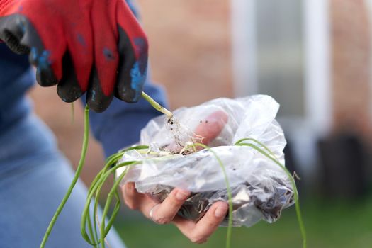 Person holding a plastic bag with cuttings for planting in a home vegetable garden