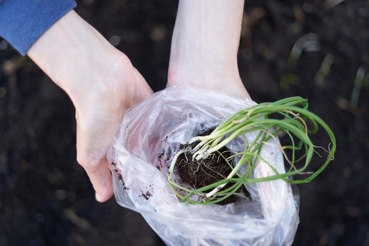 Top view of cuttings in the hands of a person in a vegetable home garden