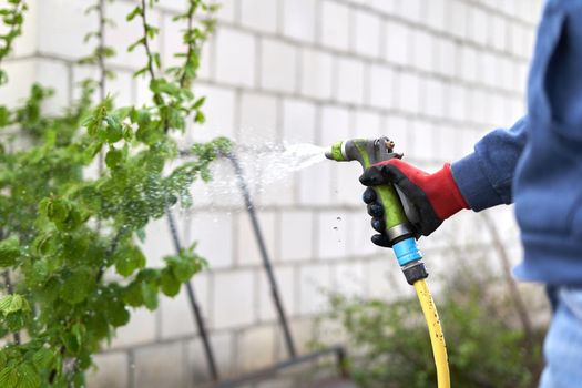 Cropped photo of a person watering a plant in a home vegetable garden