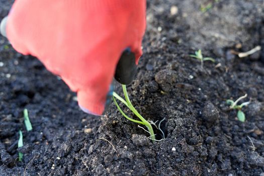 Close up top view of a person planting a cutting on the soil