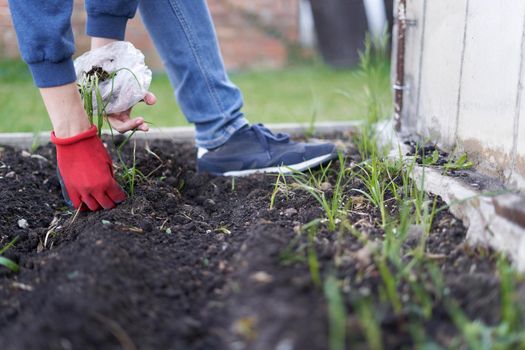 Cropped photo of a unrecognizable person planting cuttings in a home garden