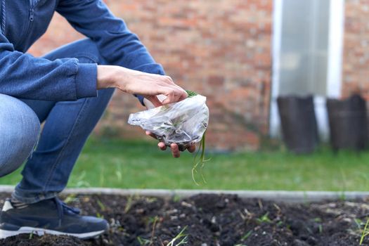 Cropped photo of a woman planting cuttings in a vegetable home garden