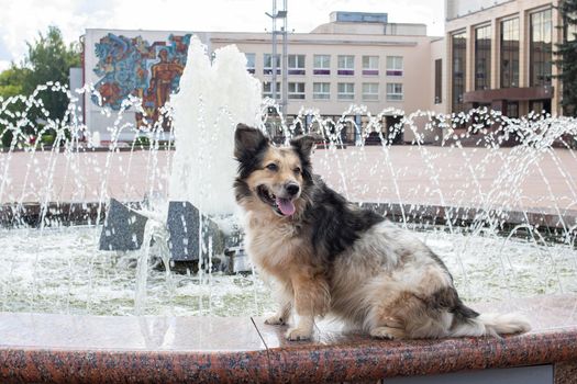 Gray fluffy dog sitting by the fountain close up