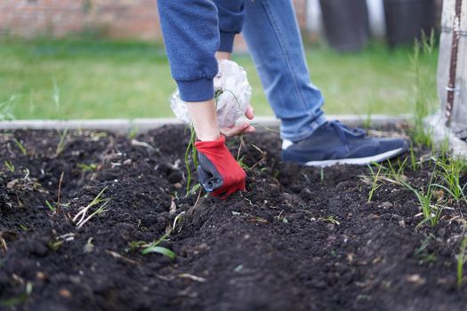 Cropped photo of a unrecognizable person planting cuttings in a home garden